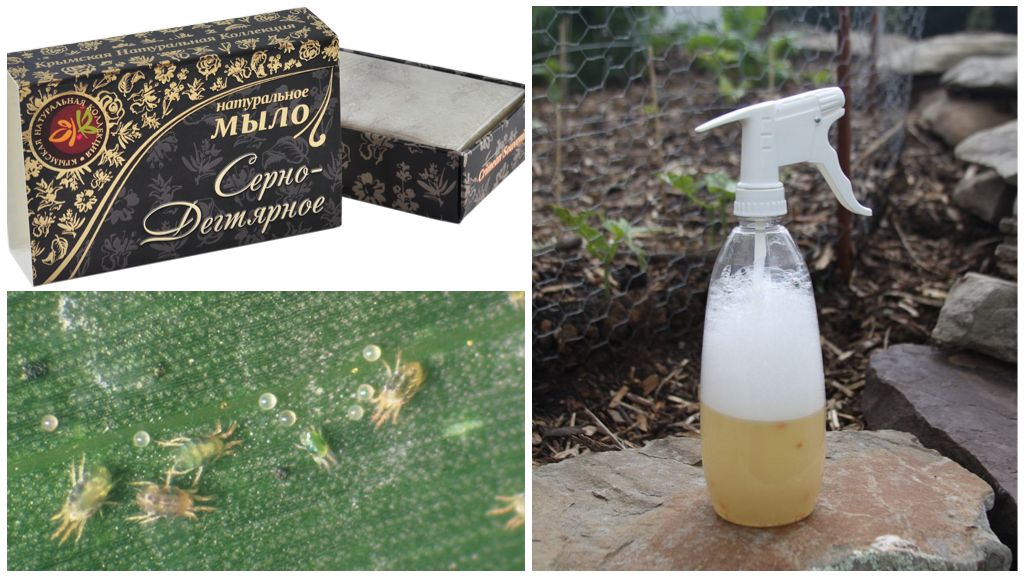 Solution de savon de tétranyque