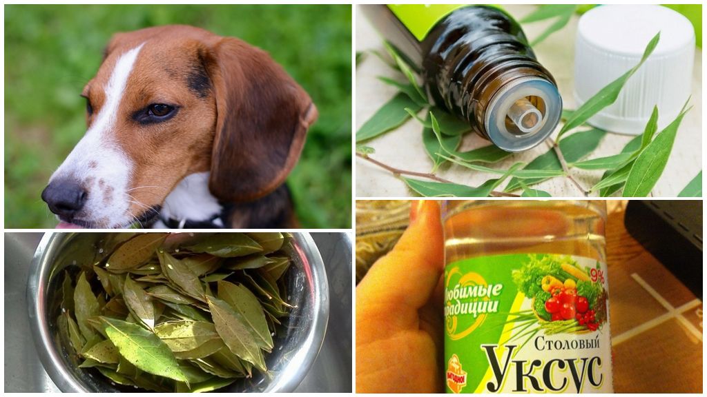 Utilisation de remèdes populaires pour chiens
