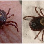 Tiques Parasitiform