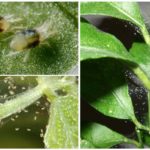 Tétranyque sur les plantes d'intérieur