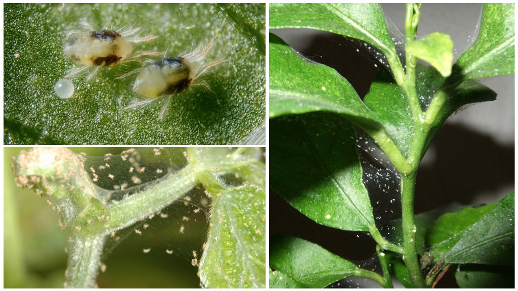 Tétranyque sur les plantes d'intérieur