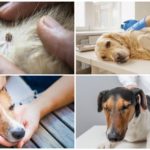 Traitement des chiens contre la piroplasmose