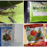 Chimie pour la transformation des tomates