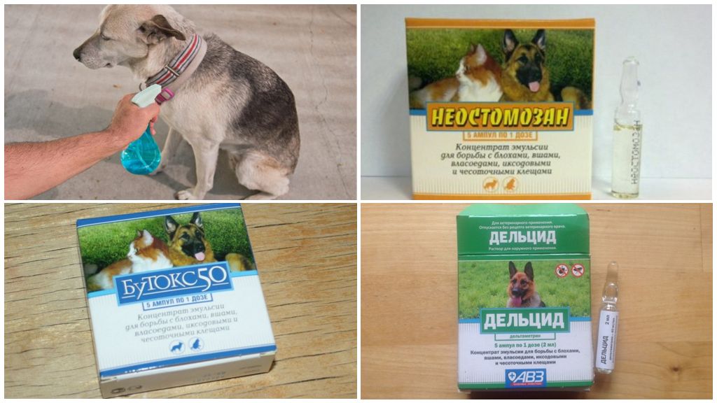 Préparations pour traiter les chiens contre les mouches