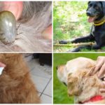 Préparatifs pour la protection contre les tiques
