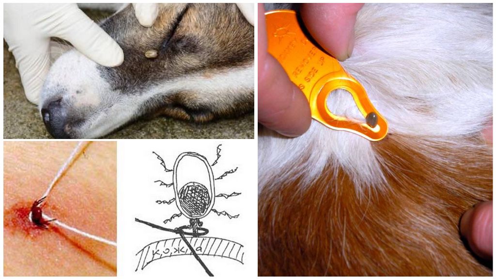 Enlever la tique du chien