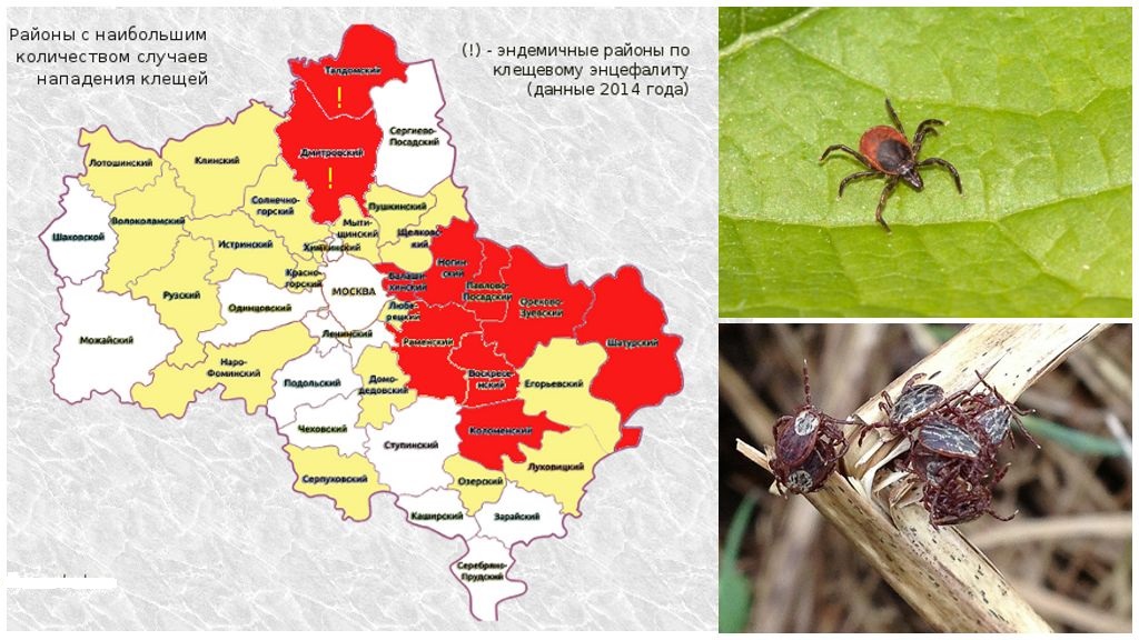 Zones dangereuses pour les tiques sur la carte de la région de Moscou