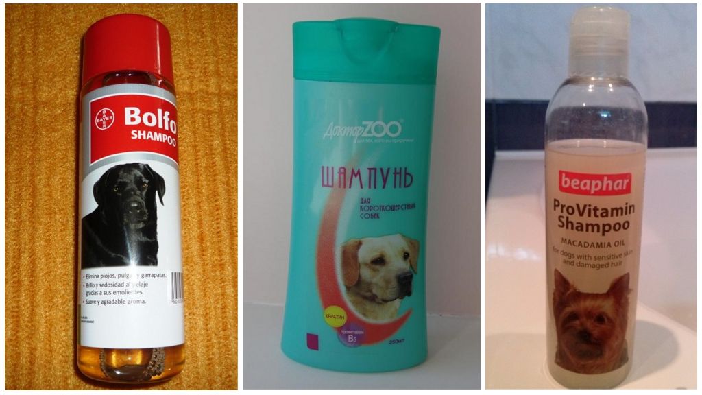 Shampooing Tique