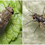 Gadfly (à gauche) et le scarabée (à droite)
