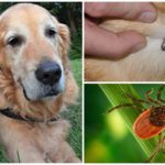 Sprays pour chiens contre les tiques et les puces