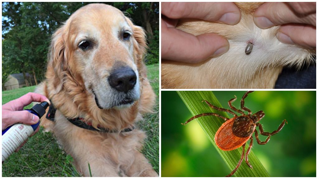 Sprays pour chiens contre les tiques et les puces