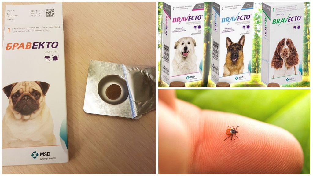 Comprimés de tiques pour chiens Bravekto