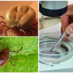 Analyse de l'encéphalite et d'autres maladies
