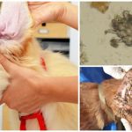 Tique d'oreille chez les chiens