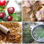 Méthodes populaires de traitement avec mouche des cerises