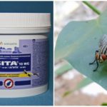 L'utilisation d'Agita des mouches