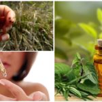 Huiles essentielles contre les tiques