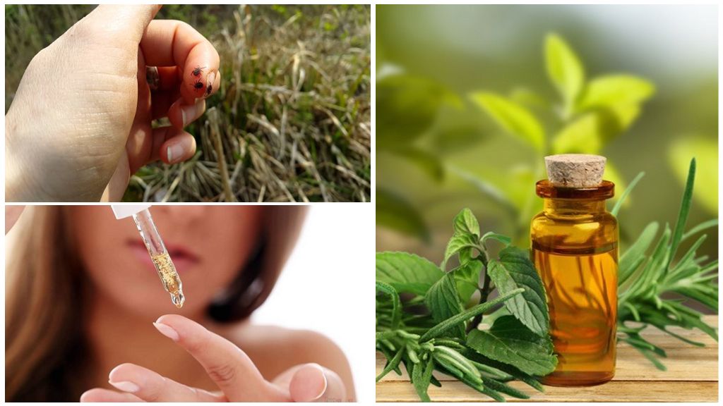 Huiles essentielles contre les tiques