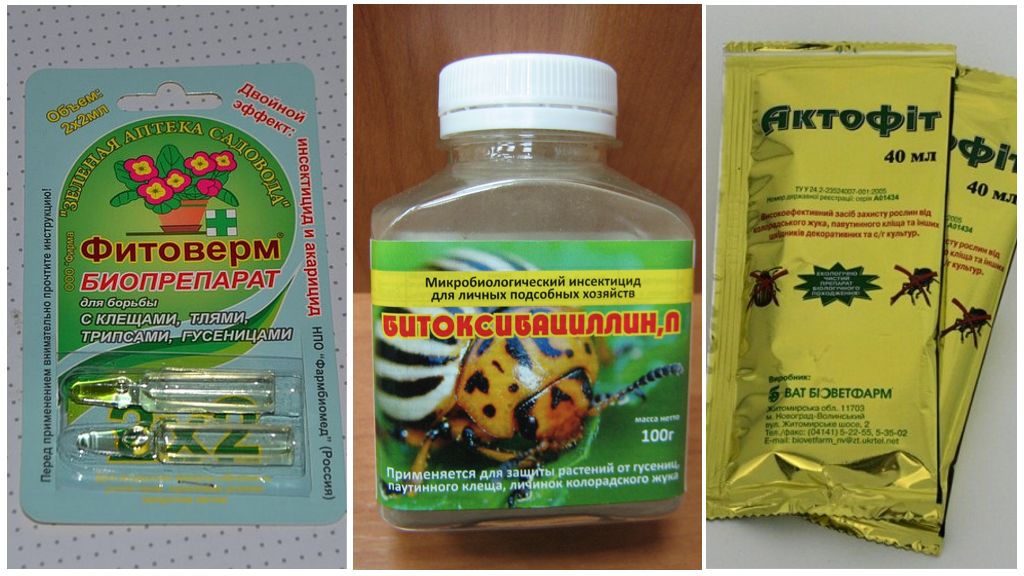 Produits biologiques pour lutter contre les acariens