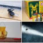Combattre les mouches dans le salon