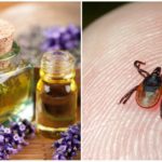Huiles essentielles contre les tiques
