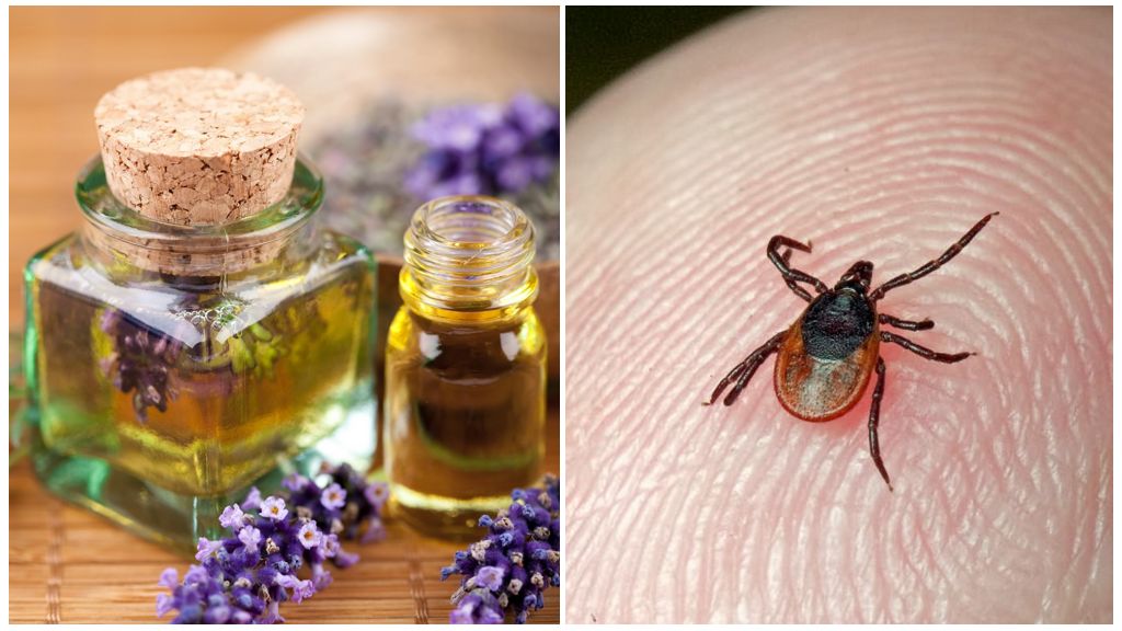 Huiles essentielles contre les tiques