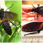 La plus grande mouche du monde Héros Gauromydas