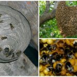 Nids d'insectes