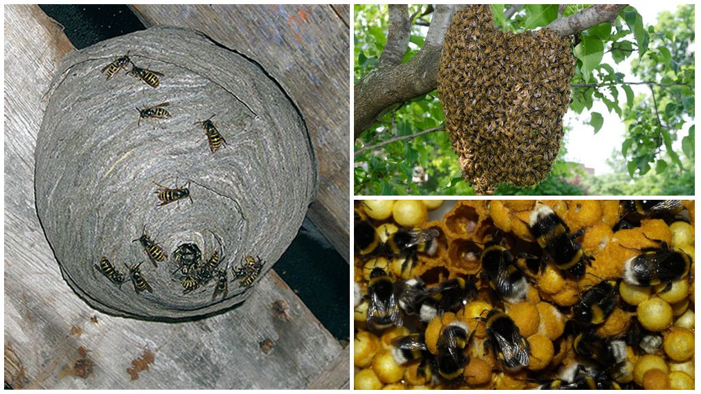 Nids d'insectes