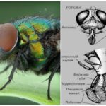 Tête de mouche