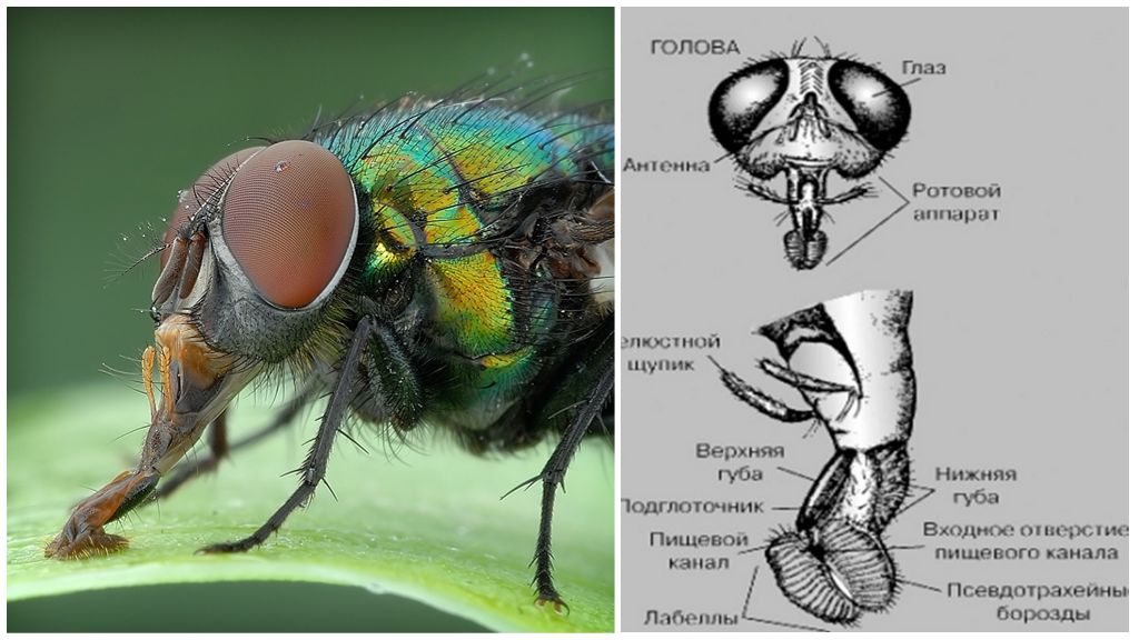 Tête de mouche