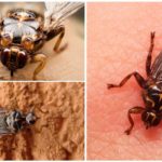 Fly Hippobosca equina ou sangsue de cheval