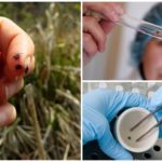 Tick check pour l'encéphalite