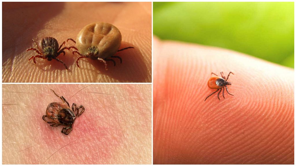 Tick