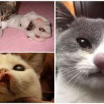 Morsure de chat guêpe
