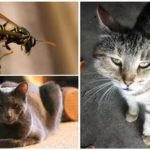 Morsure de chat guêpe