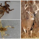 Danger de la mouche des wapitis pour les animaux