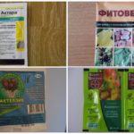 Pesticides contre la mouche à l'oignon