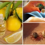 Huiles essentielles contre les tiques