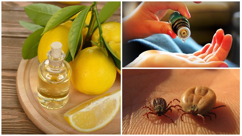 Huiles essentielles contre les tiques
