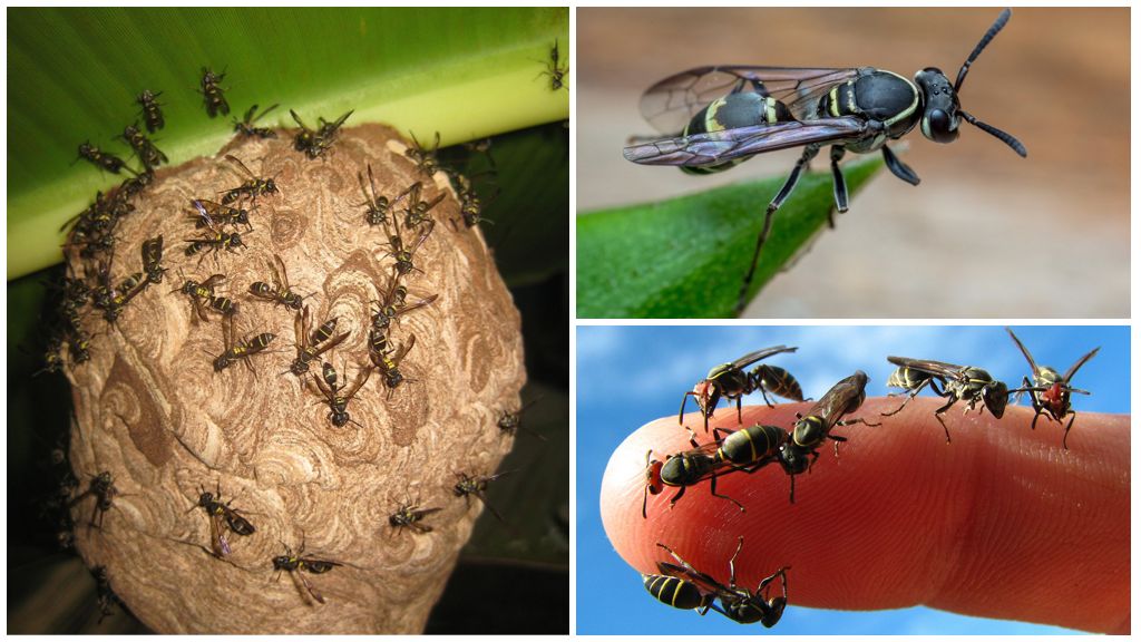 Guêpes de miel de l'espèce Polybius Occidentalis