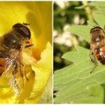 Fly-Ilnitsa