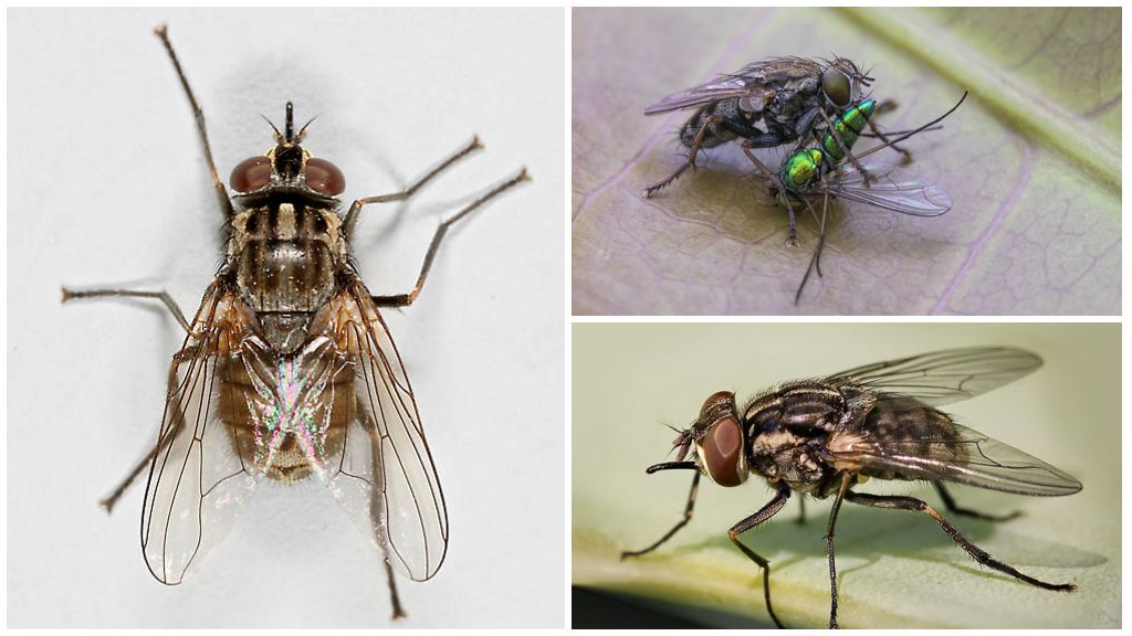 Fly zhigalka