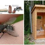 Des mouches dans les toilettes extérieures