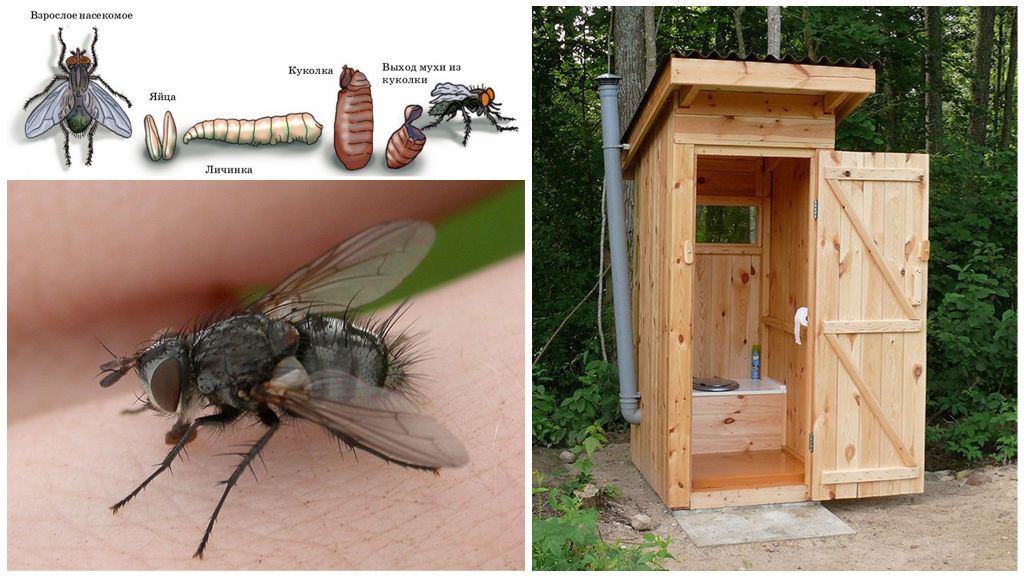 Des mouches dans les toilettes extérieures