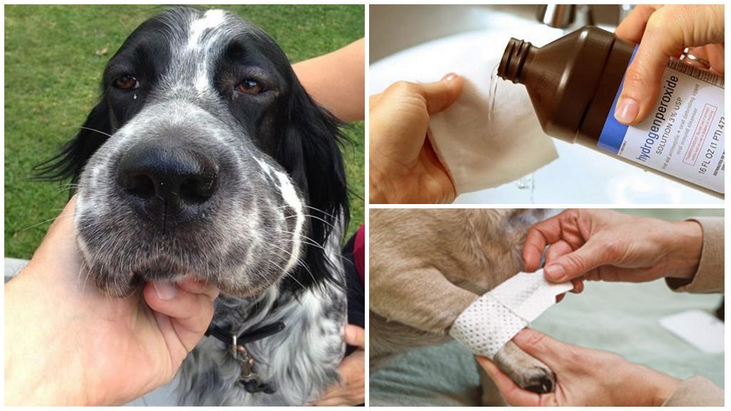 Traitement de morsure de guêpe pour chien