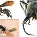 Guêpe mégalara garuda