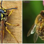 Abeille et guêpe