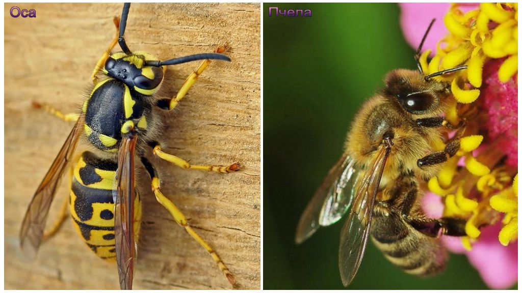 Abeille et guêpe