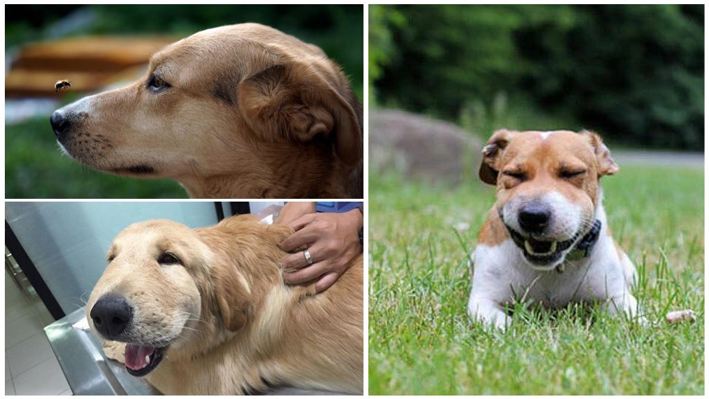 Guêpe pique un chien